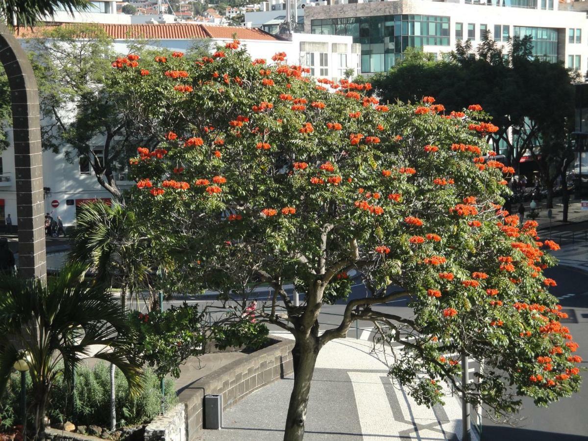 Violeta House Villa Funchal  Eksteriør bilde